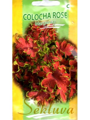 Koleus Blumego 'Colocha Rose' 20 nasion