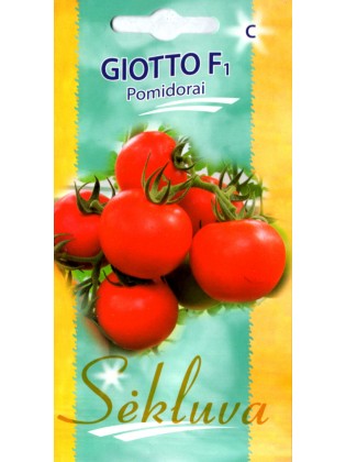 Pomidor 'Giotto' F1, 10 nasion
