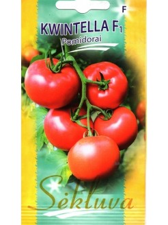 Pomidor 'Kwintella' F1