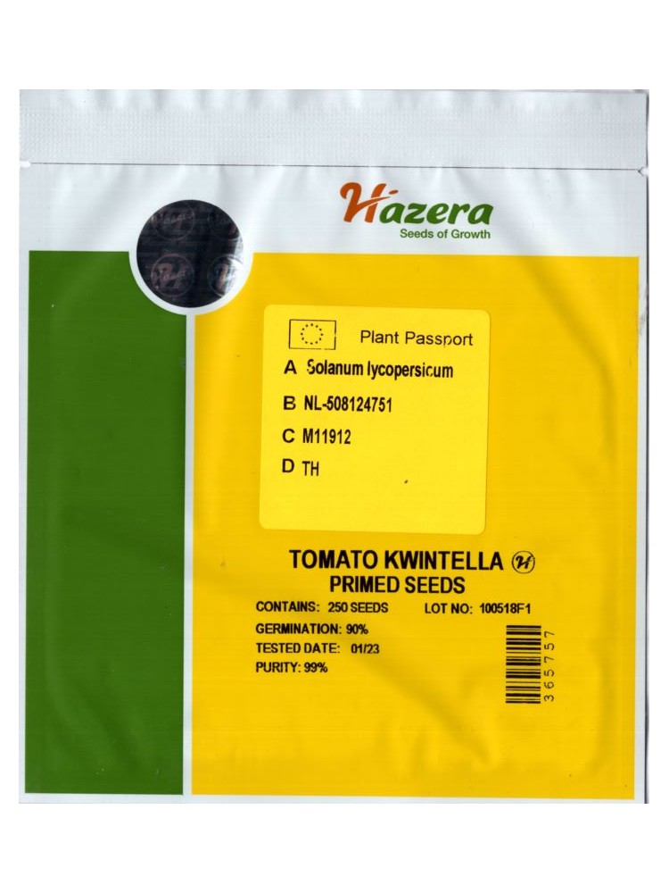 Pomidor 'Kwintella' H, 250 nasion