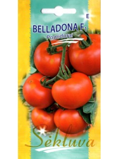 Pomidor 'Belladona' F1, 10 nasion