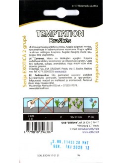 Truskawka 'Temptation' 20 nasion