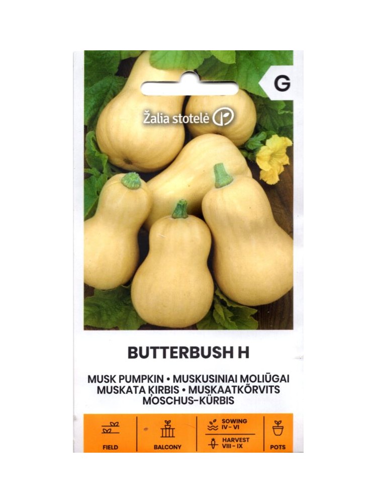Dynia piżmowa 'Butterbush' H, 6 nasion