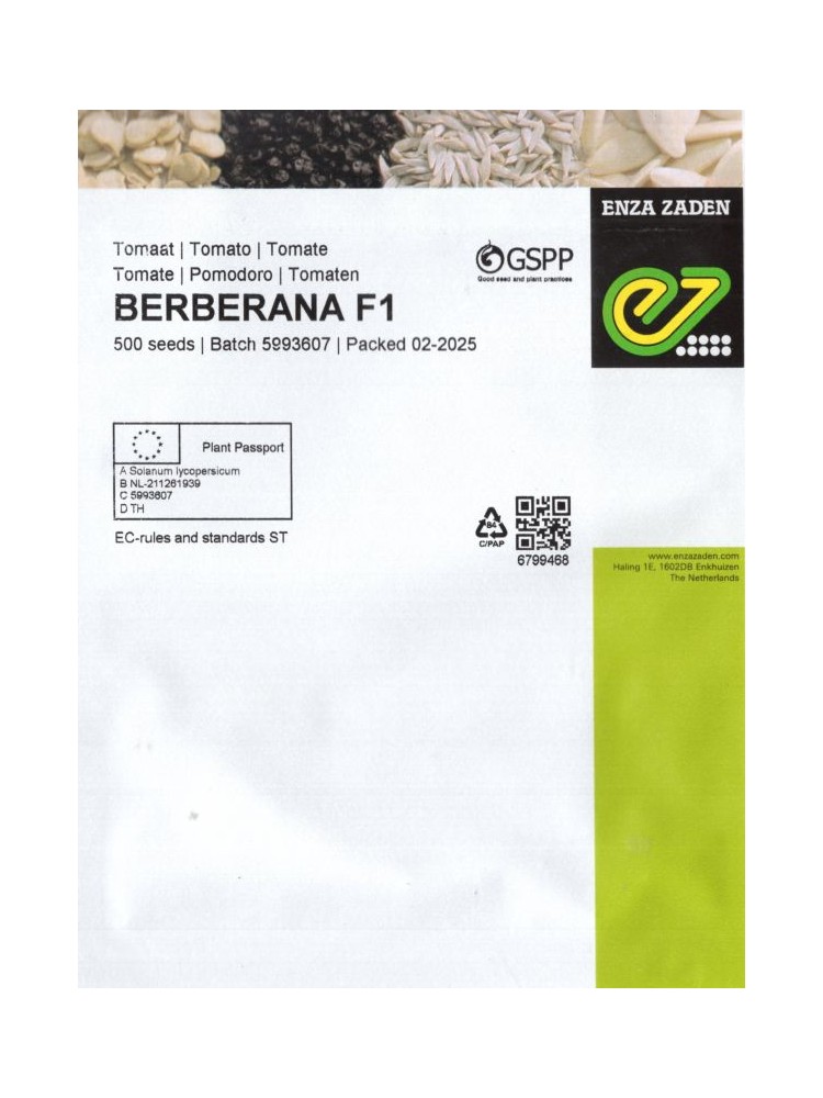 Pomidor 'Berberana' H, 500 nasion