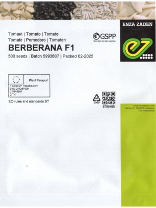 Pomidor 'Berberana' H, 500 nasion
