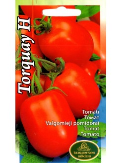 Pomidor 'Torquay' H