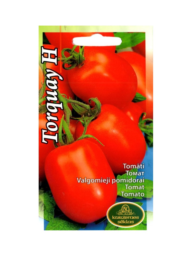Pomidor 'Torquay' H Pomidor 'Torquay' H