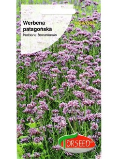 Werbena patagońska