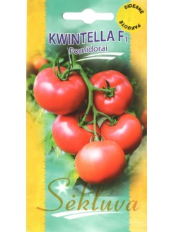 Pomidor 'Kwintella' H, 100 nasion