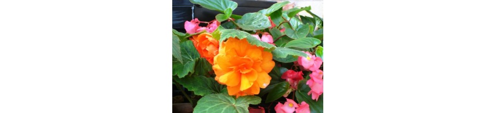 Begonia